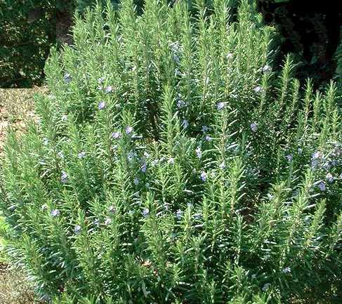 Rosemary